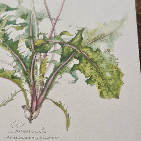 Vintage Botanical Dandelion Print with Yellow and Green Accents by Elsa Felsko - Picture 3 of 8